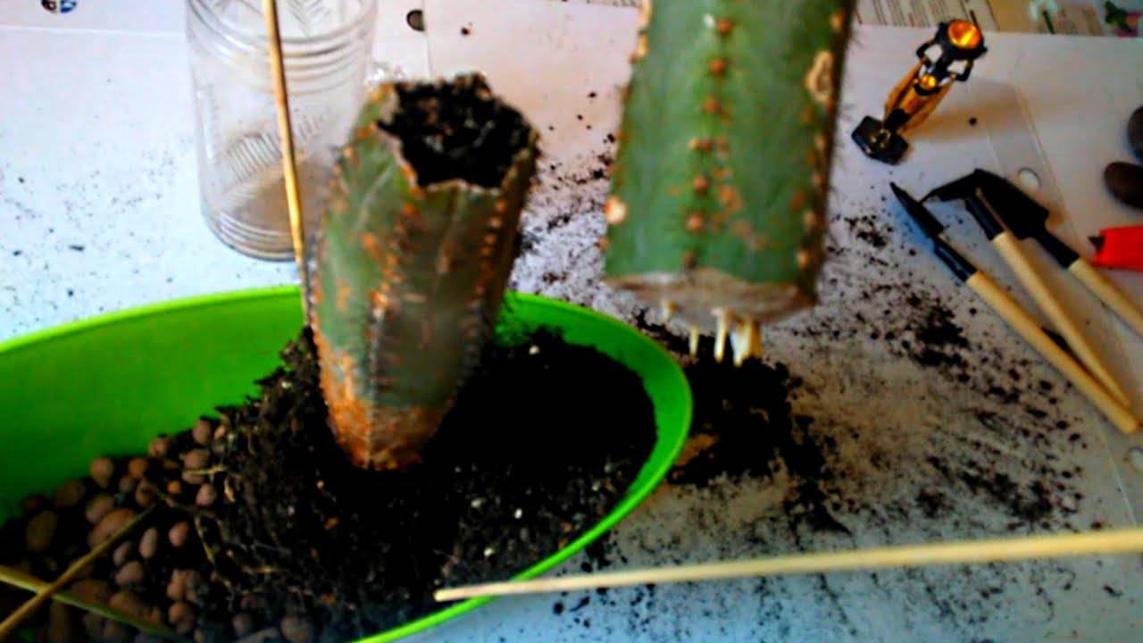 Как пересадить кактус в другой горшок, что делать с растением сразу после покупки