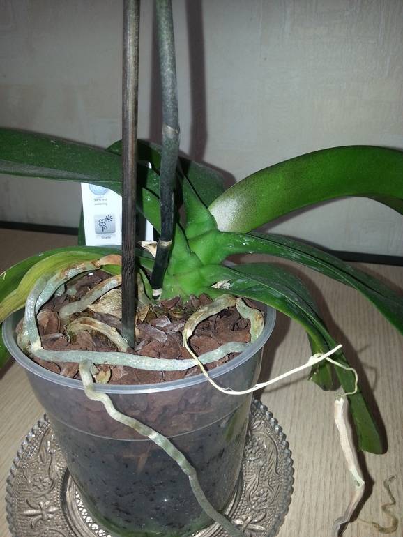 Орхидея отцвела: что делать со стрелкой