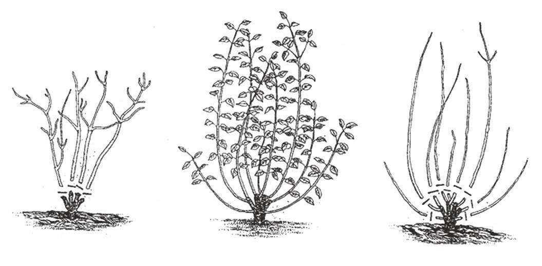 Спирея билларда: фото и описание сорта, особенности посадки и ухода в открытом грунте