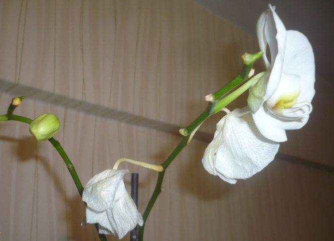 Почему у орхидеи опадают бутоны и цветы: 10 основных причин