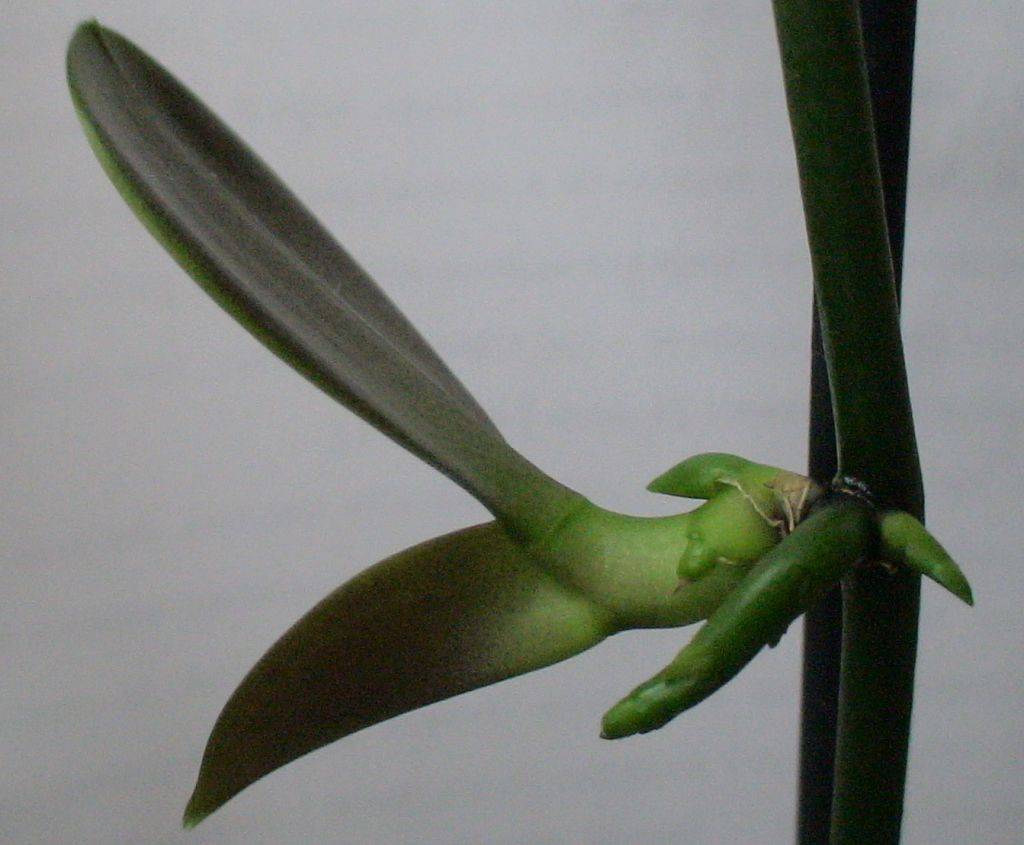 Применение цитокининовой пасты на орхидеях для размножения и цветения, как правильно пользоваться препаратом, отзывы