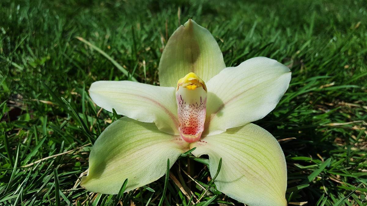 Орхидея: фото комнатных домашних цветов, как растет в дикой природе на деревьях, еще королева крупным планом в хорошем качестве, как выглядит и название по-научному
