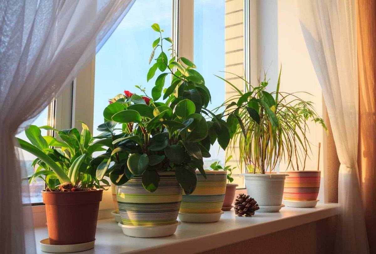 Светолюбивые комнатные растения, которым не страшны прямые лучи солнца и жара: названия и фото домашних цветов для окон с южной стороны, и какой уход им нужен?
