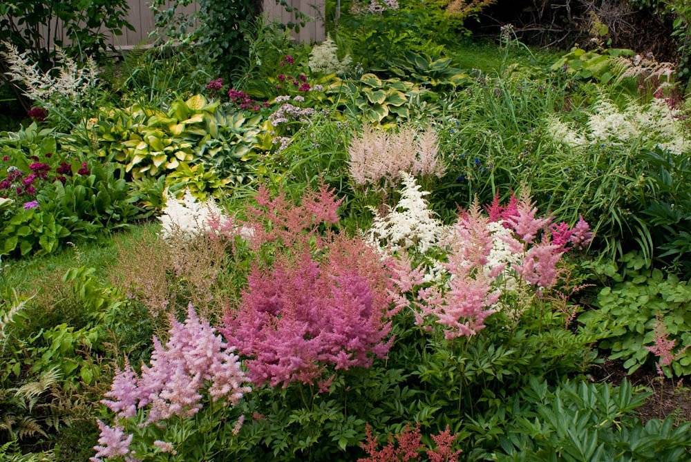 Об астильбе в ландшафтном дизайне (сочетание цветов в саду, на клумбе)
