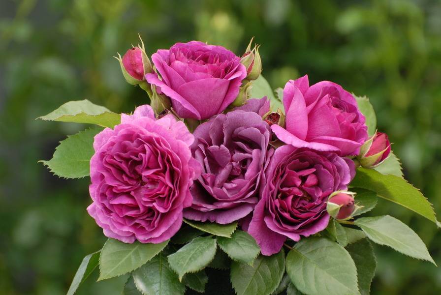 Описание сорта розы минерва: как ухаживать за бельгийским кустарником, цветение