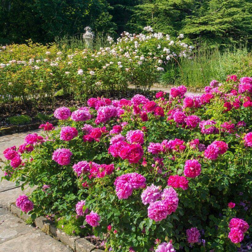 Английские розы: лучшие сорта, уход и выращивание