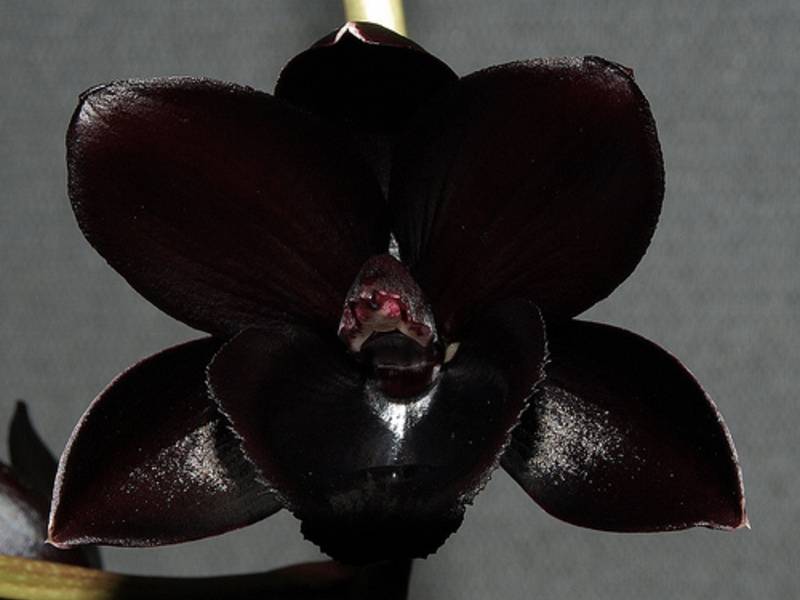 Чёрные орхидеи: сорта и фото (картинки) белых цветков с названием (например, черная птичка), отзывы орхидеистов, а также как они выглядят и как их вырастить