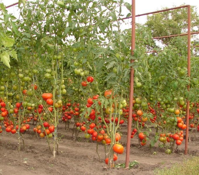 Выращивание томатов: обзор всех методов с детальной инструкцией