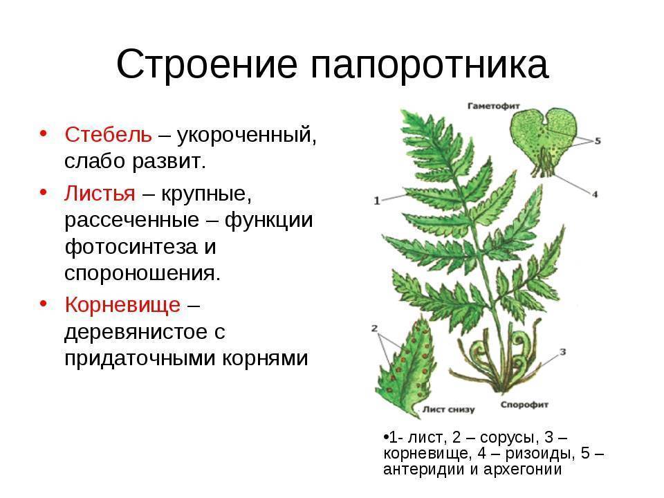 Всё о видах папоротников: название разновидностей, что такое, описание растения