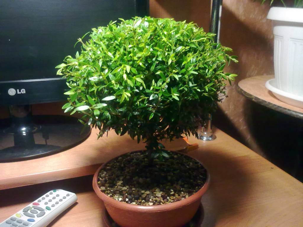 Мирт комнатное растение: уход в домашних условиях, описание и фото дерева