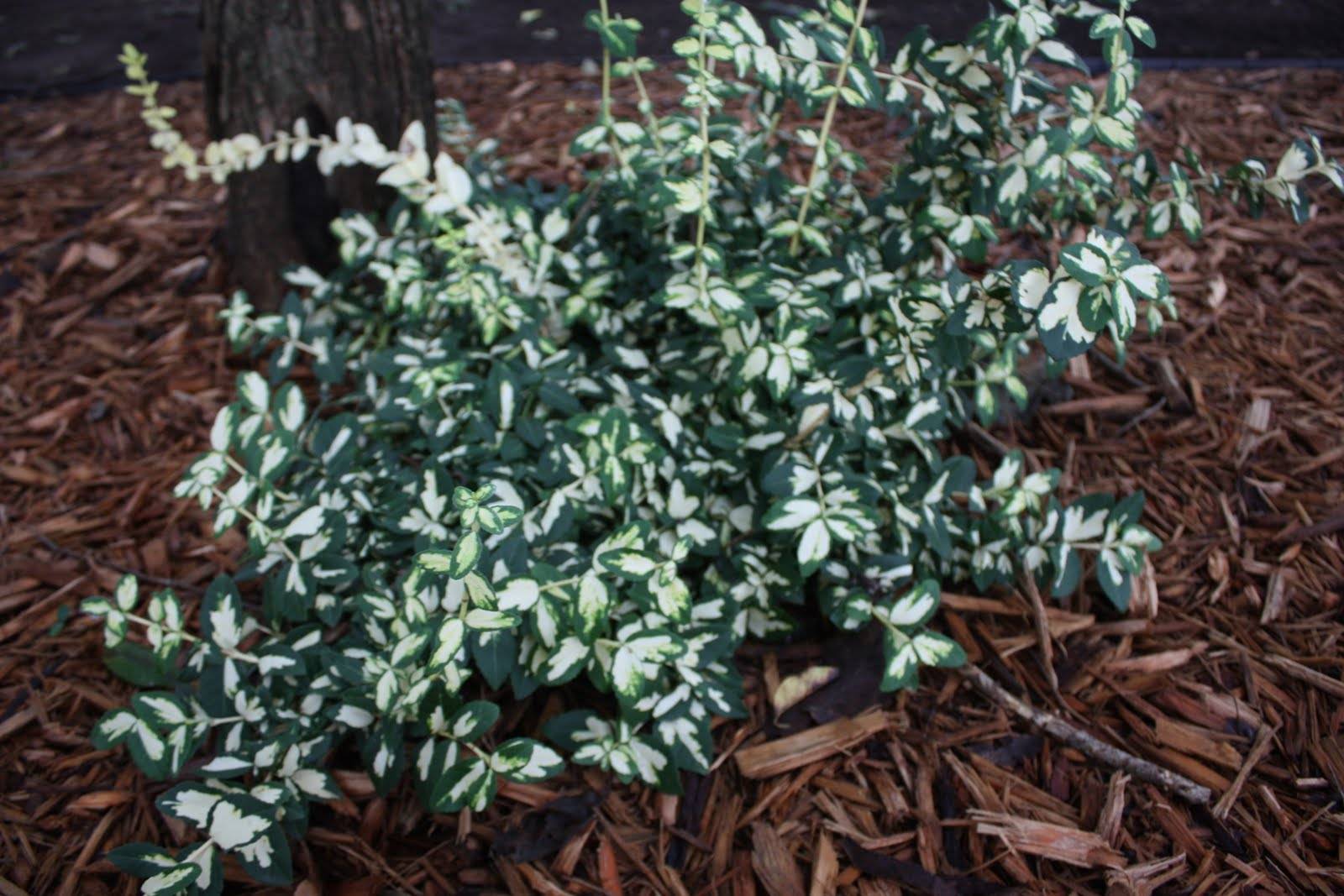 Бересклет форчуна – самый пестролистый, самый вечнозеленый, самый декоративный!