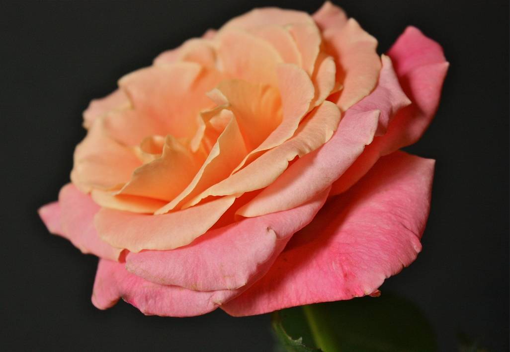 Чайно-гибридные розы – как вырастить сильное растение в саду?