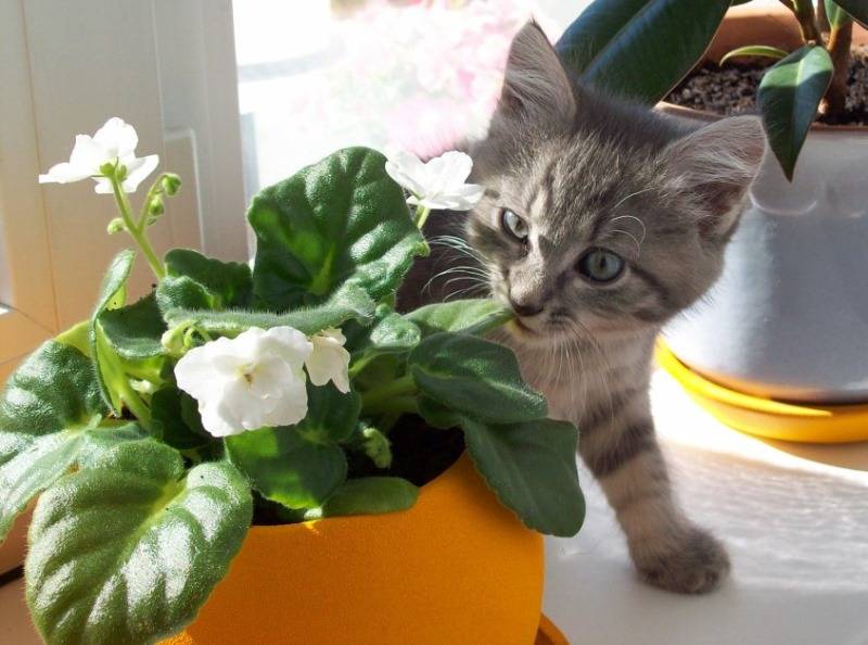 Комнатные растения ядовитые для кошек: тюльпаны, фикусы, алое
