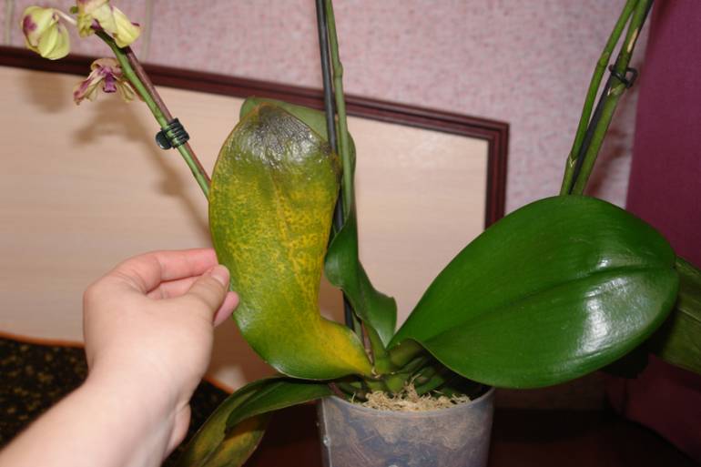 Уход за орхидеями после покупки и после цветения - 7 шагов для новичков с фото