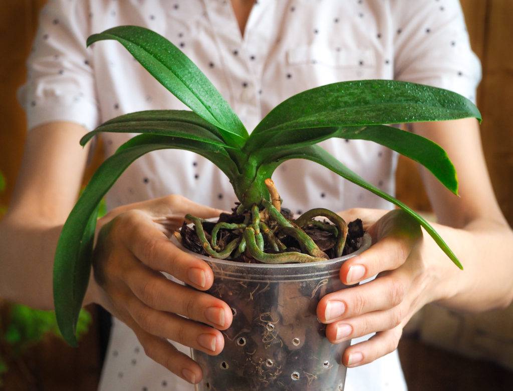 Как правильно посадить орхидею в горшок в домашних условиях: фото и видео от профессионалов
