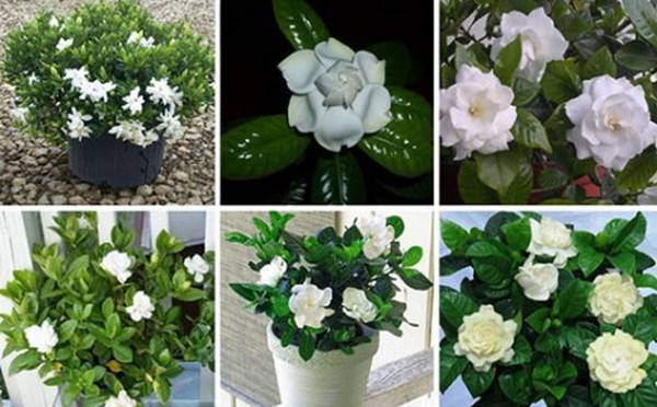 Гардения gardenia - описание и уход в домашних условиях