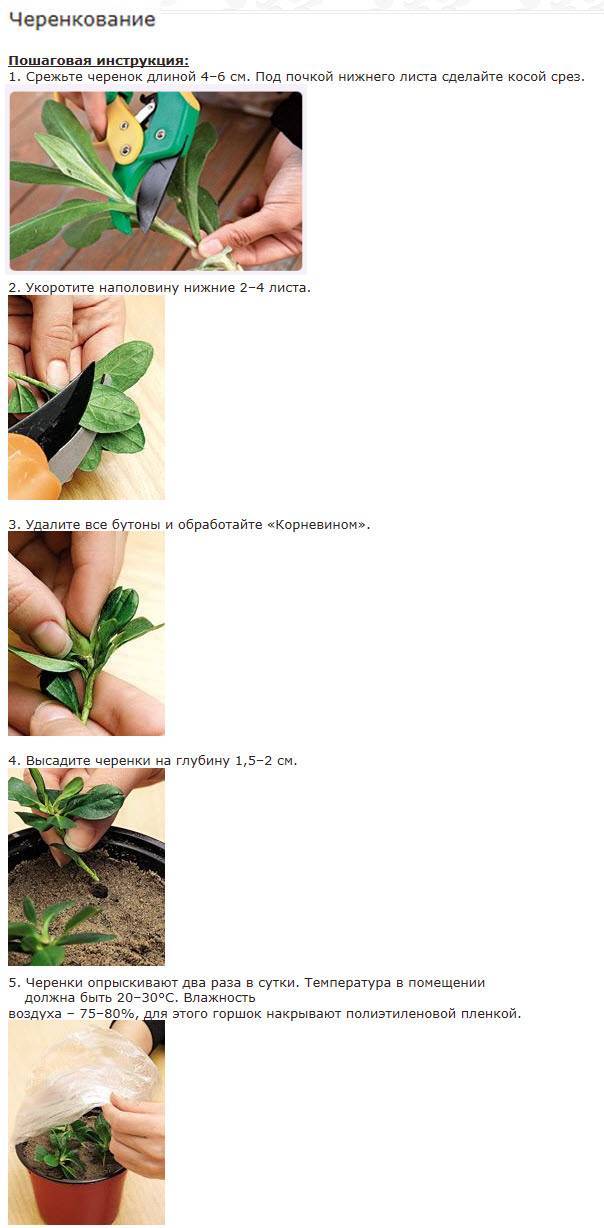 Размножение рододендрона черенкованием, семенами