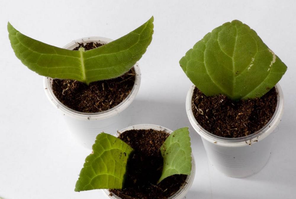 О том как выращивают фиалки из листочков в домашних условиях: в земле и в воде