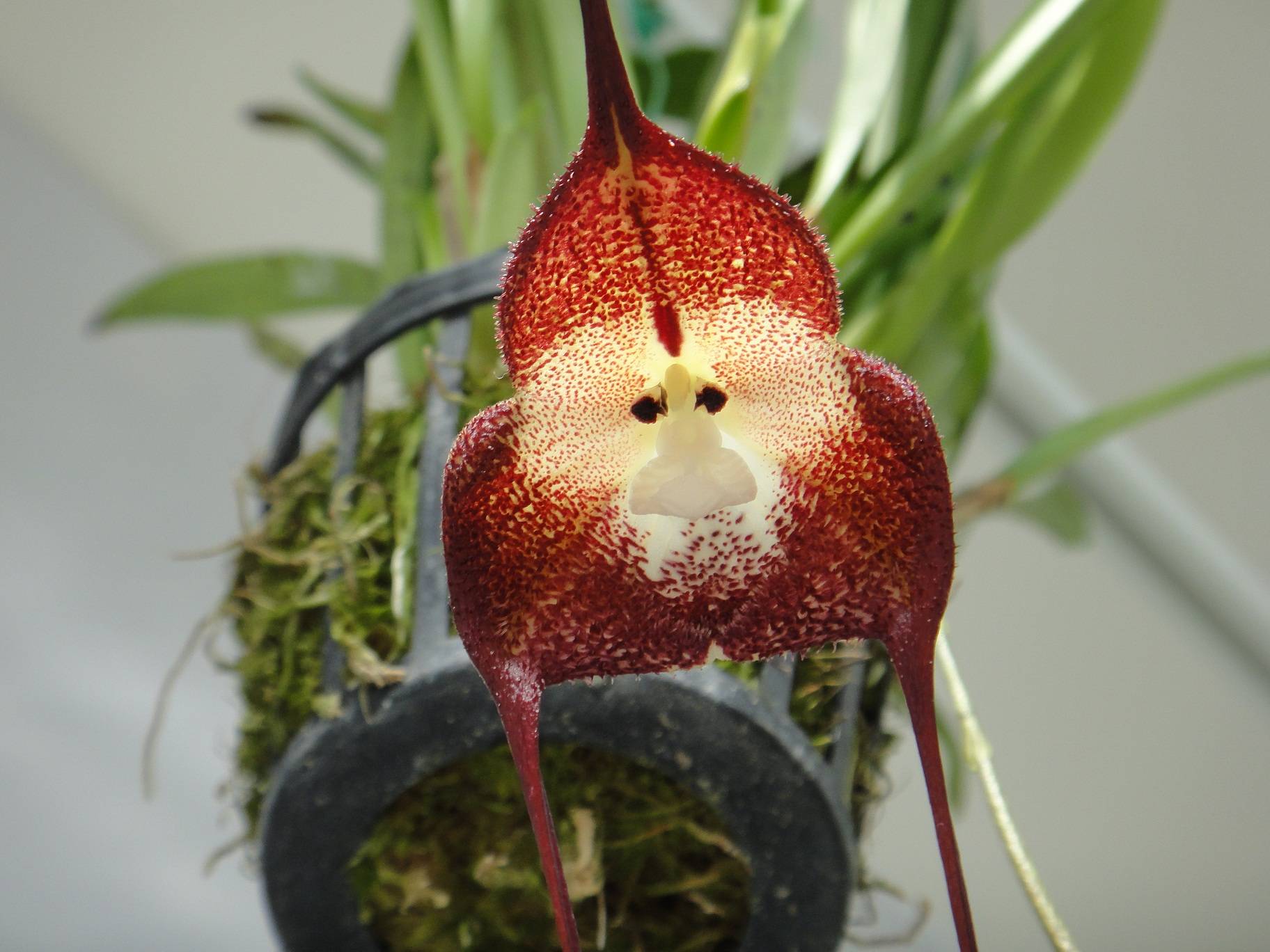 Орхидеи дракула или обезьянья мордочка: описание, особенности ухода, фото
