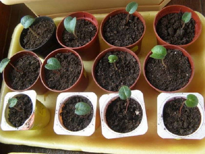Гипоэстес: выращивание из семян и уход в домашних условиях