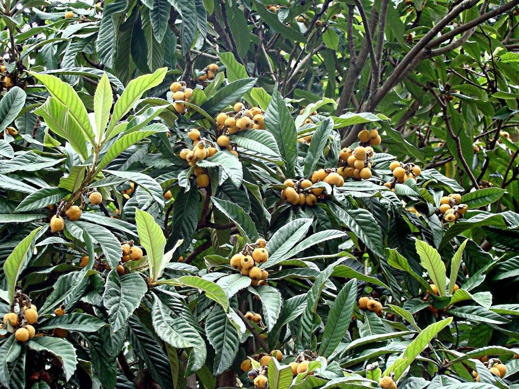 Мушмула – полезные свойства фрукта и его выращивание
