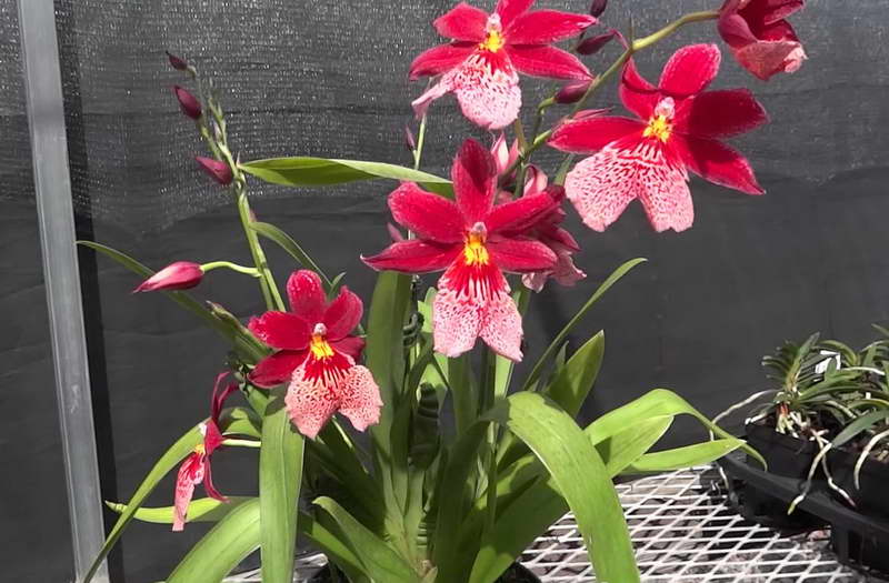 Орхидея камбрия: виды, уход и пересадка цветка в домашних условиях
