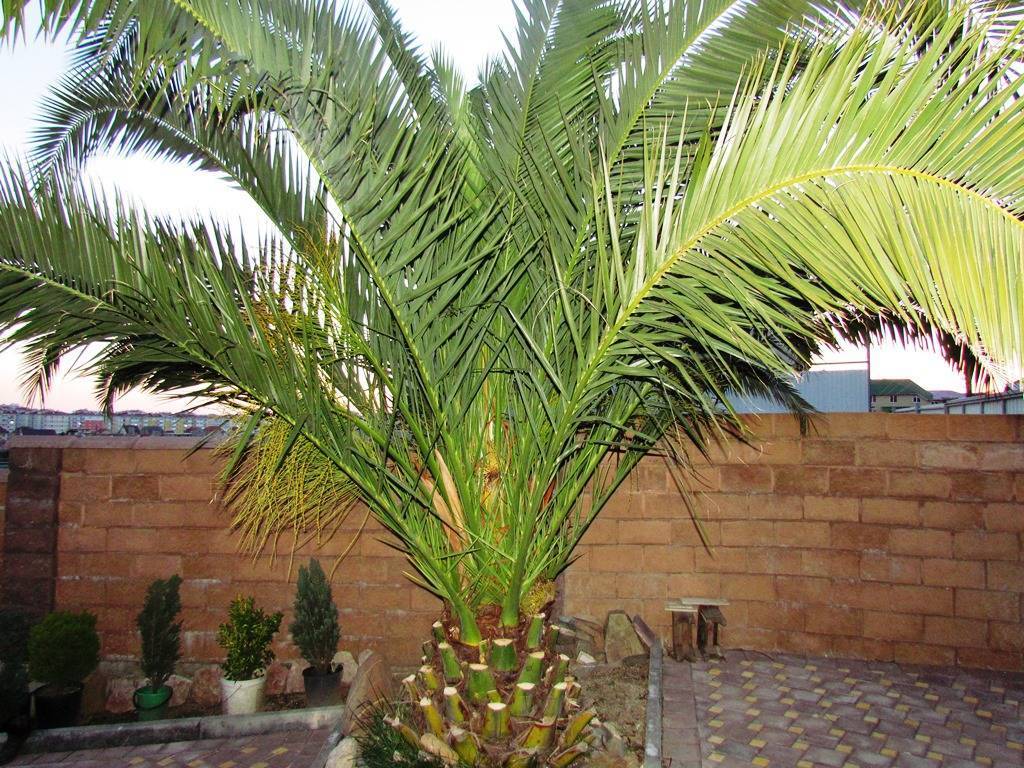 Финиковая пальма из косточки: тонкости выращивания