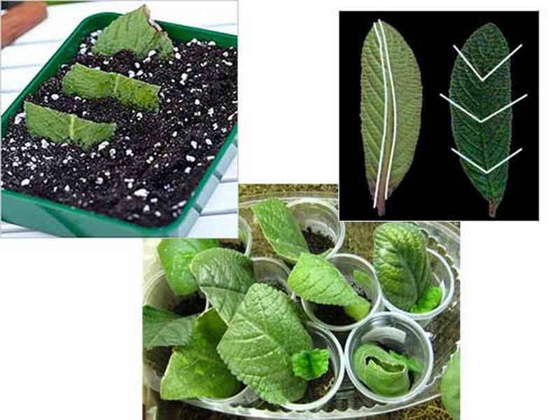 Стрептокарпус из семян в домашних условиях: как посадить, как вырастить, как получить и собрать посадочный материал