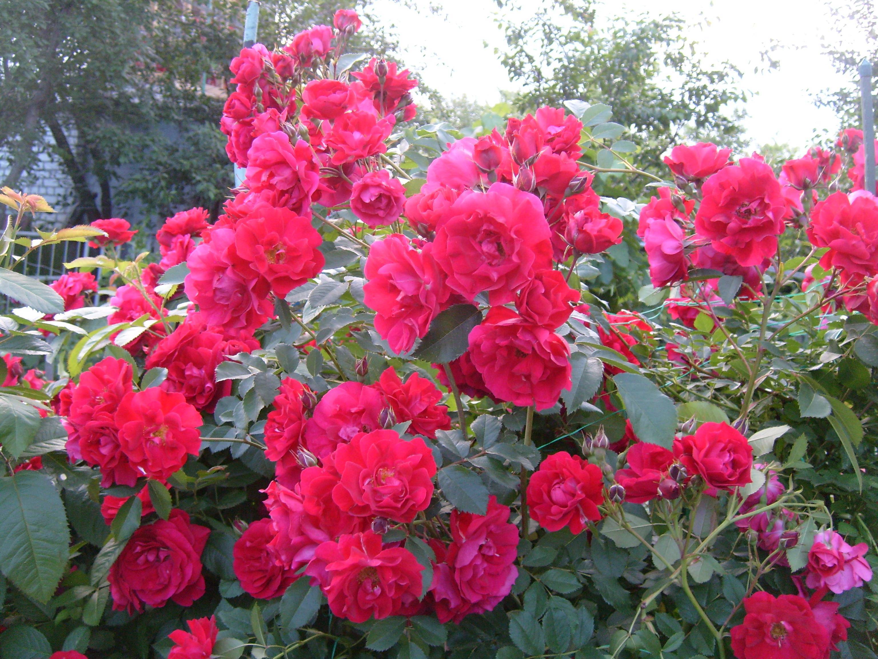 Сорта парковых роз с названием, описанием и фото