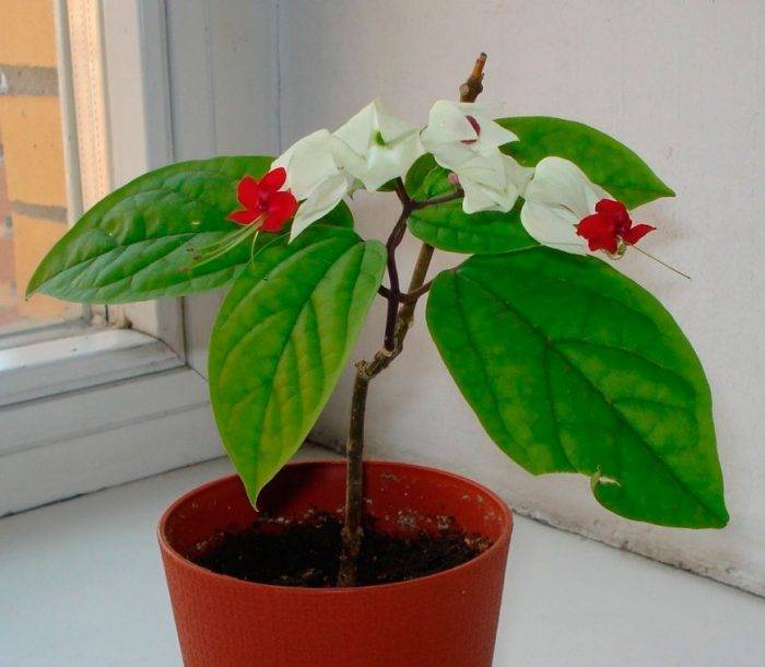 ᐉ цветок клеродендрум: уход в домашних условиях, фото, почему не цветет и желтеет - roza-zanoza.ru