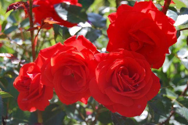 Роза кордес бриллиант: описание и особенности ухода