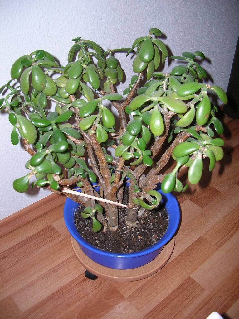 Как размножить денежное дерево в домашних условиях, как посадить отросток, способы размножения черенками и листьями