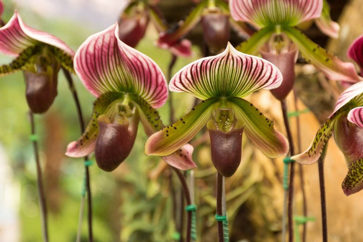 Орхидея пафиопедилум (венерин башмачок) уход в домашних условиях (+фото)