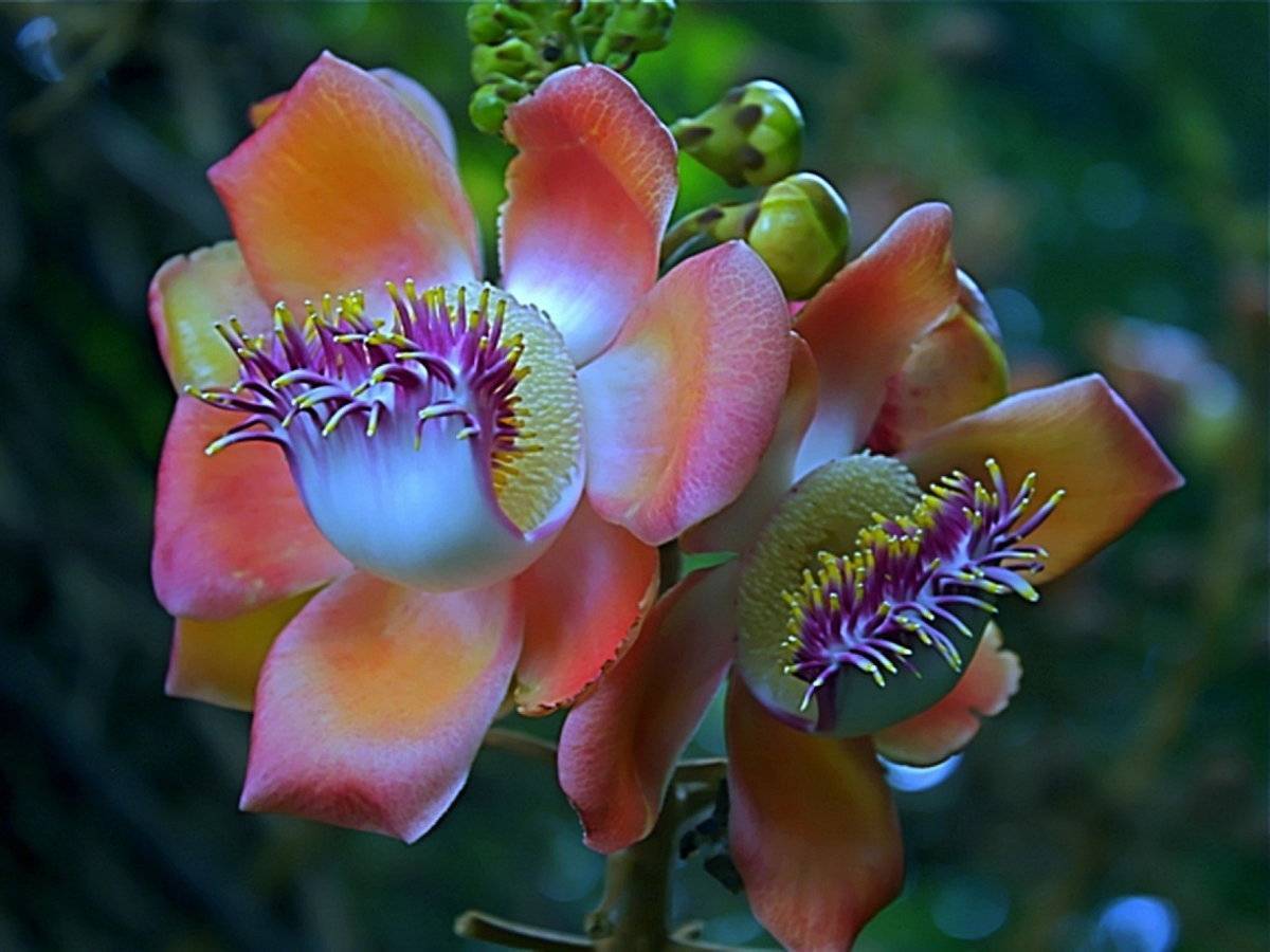 Экзотические цветы с названиями, описаниями и фото + диковинные тропические растения для выращивания в домашних условиях