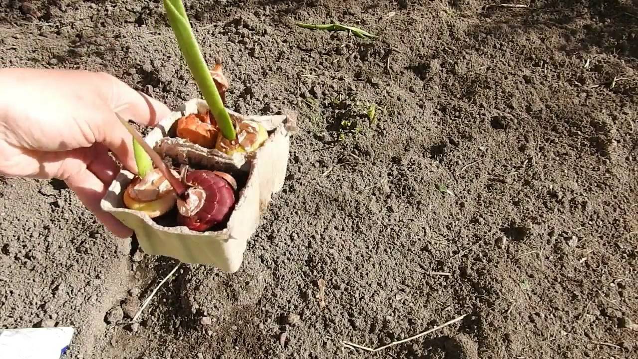 Гладиолусы - посадка и уход в открытом грунте, правила выращивания