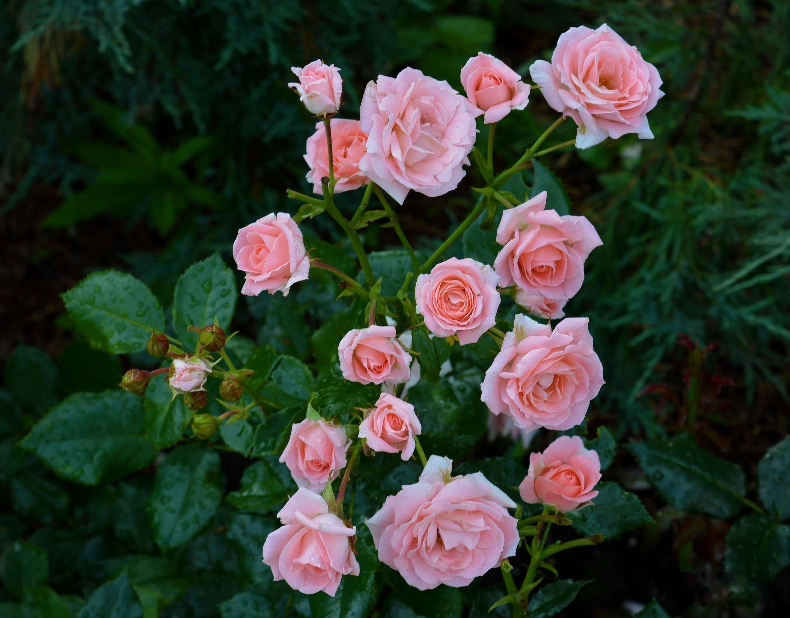 Розы спрей (сорта, фото, описание) + идеи по применению в саду
розы спрей (сорта, фото, описание) + идеи по применению в саду
 adblockrecovery.ru