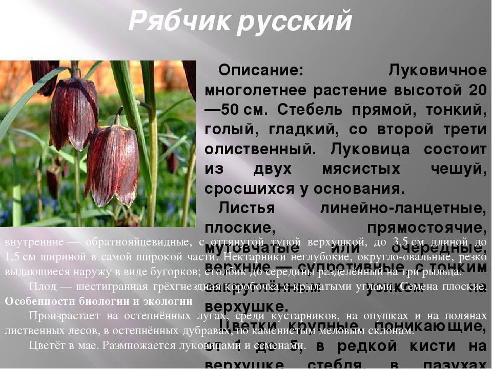 Цветок рябчик: описание, размножение и выращивание - цветочки
 - 22 сентября
 - 43179955610 - медиаплатформа миртесен