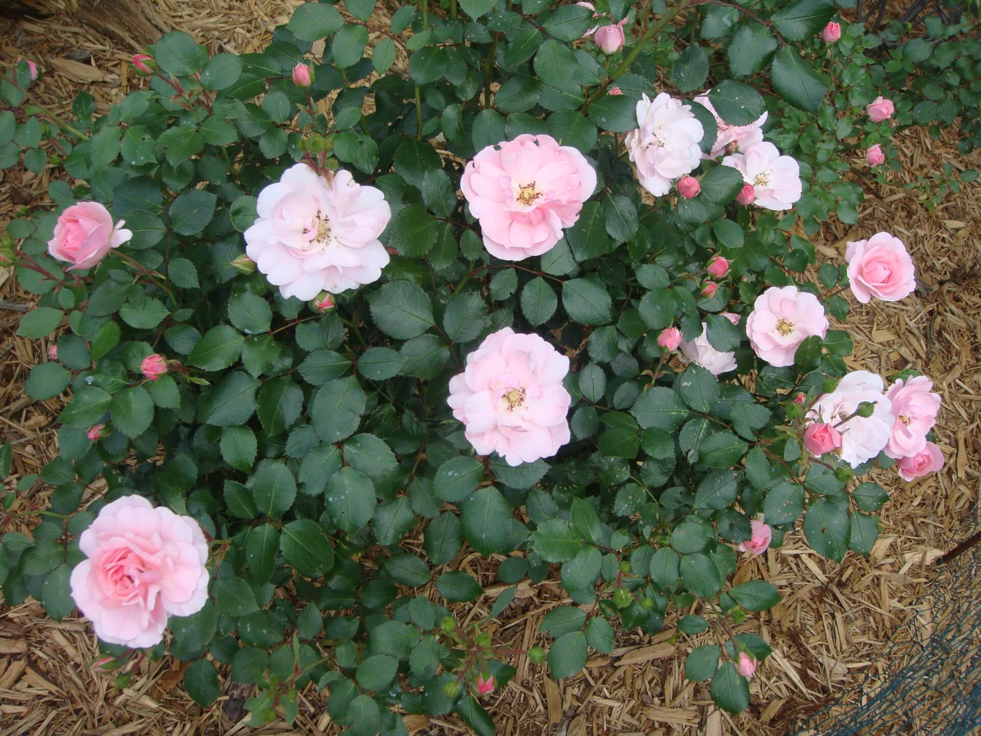 Роза боника - фото и описание, посадка и уход в открытом грунте
