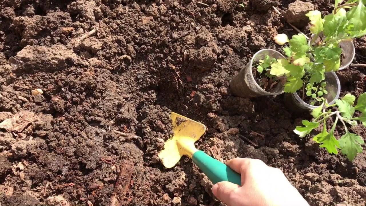 Хризантемы - посадка,  уход и способы размножения хризантем
