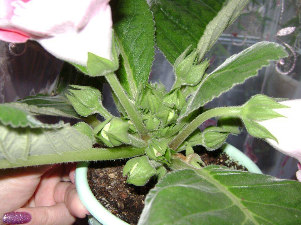 Чтобы у глоксинии было много цветов: 5 правил ухода за растением