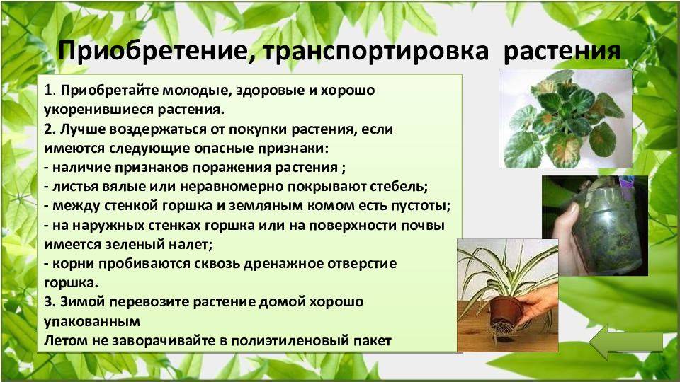 Где покупать комнатные растения? особенности покупки комнатных растений. фото — ботаничка