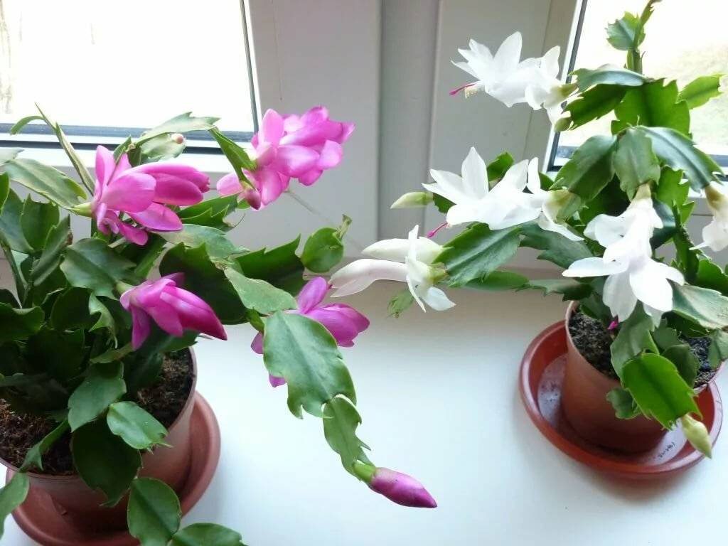 7 лучших зимнецветущих комнатных растений