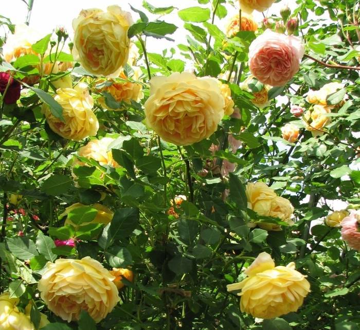 Описание розы “голден селебрейшн” (golden celebration) с отзывами и уходом