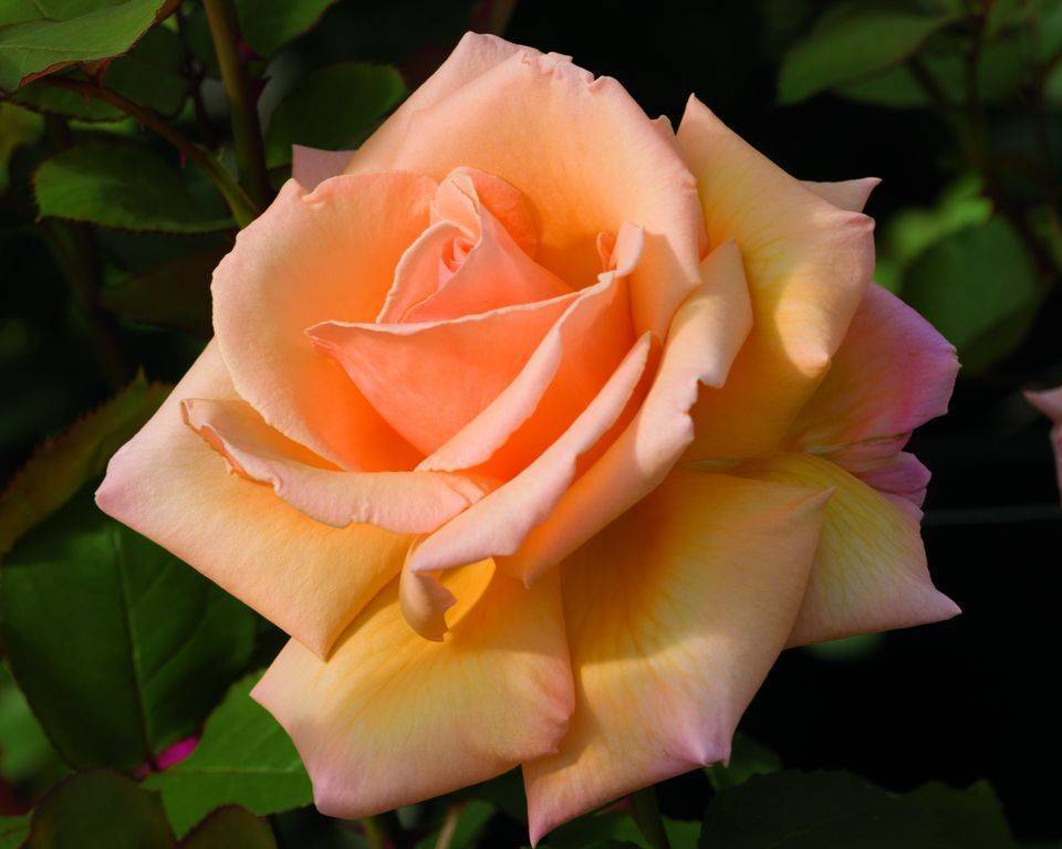 Роза версилия фото и описание отзывы