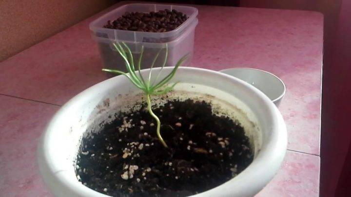 Как вырастить кедр дома: проращивание семян кедра
