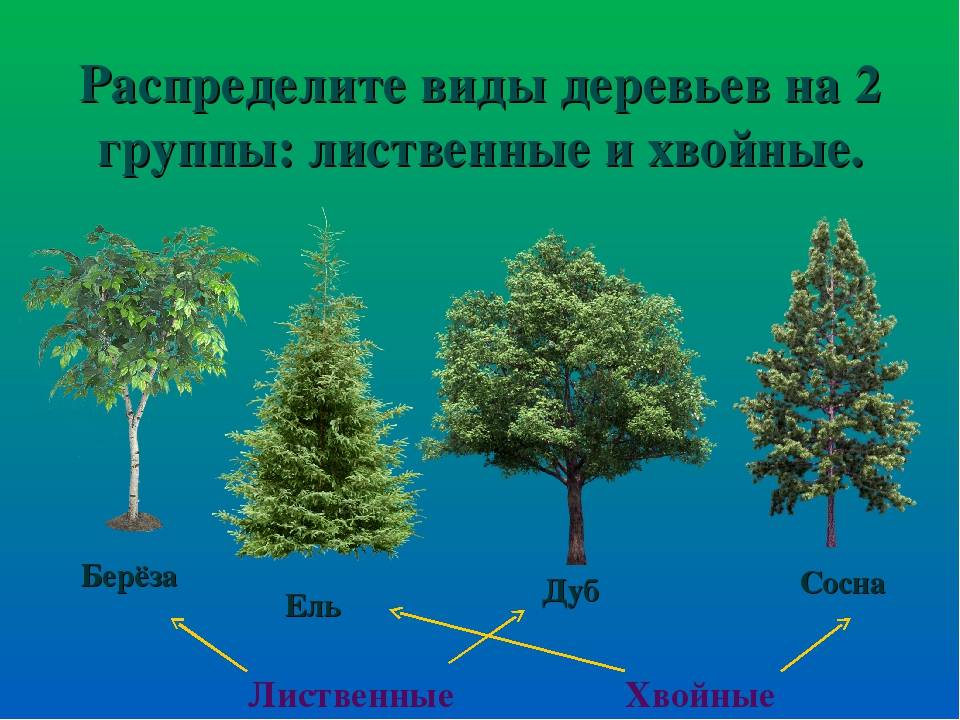 Быстрорастущие деревья и кустарники: названия и описание лучших видов