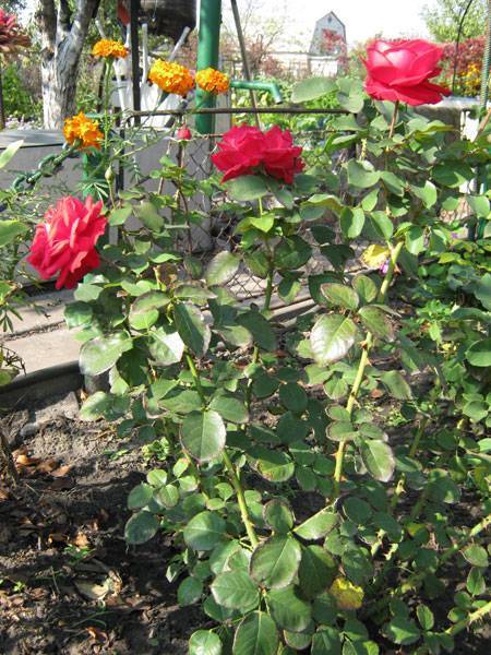Особенности выращивания чайно-гибридных роз