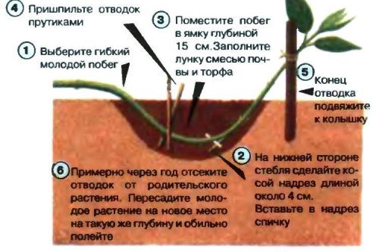 Способы размножения барбариса: черенками, отводками и семенами, весной, летом и осенью