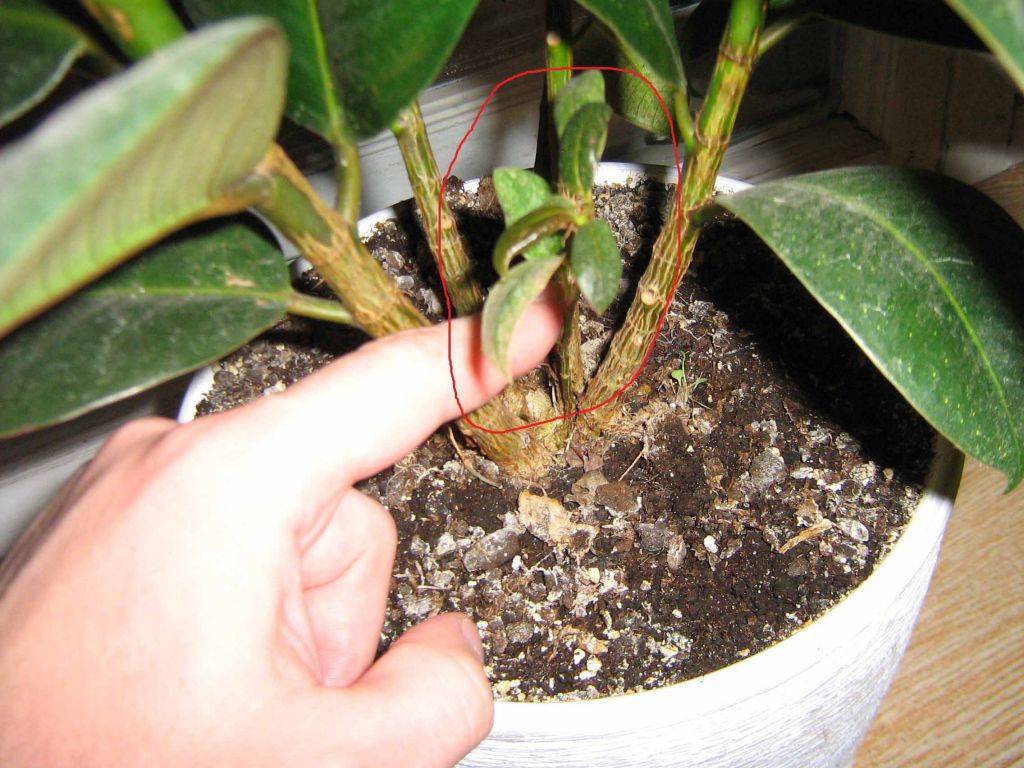 Выращивание фикуса эластика робусты: как посадить, ухаживать, удобрять, размножать