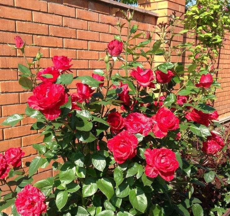 Экстравагантное украшение сада удивительно красивая роза пинк интуишн